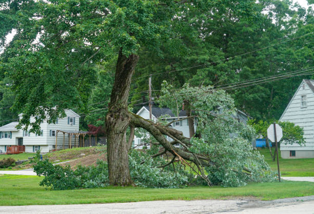 Trusted Mcswain, CA Tree Care  Experts