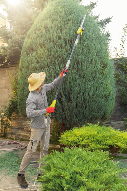 Best Arborist Consultation Services  in Mcswain, CA