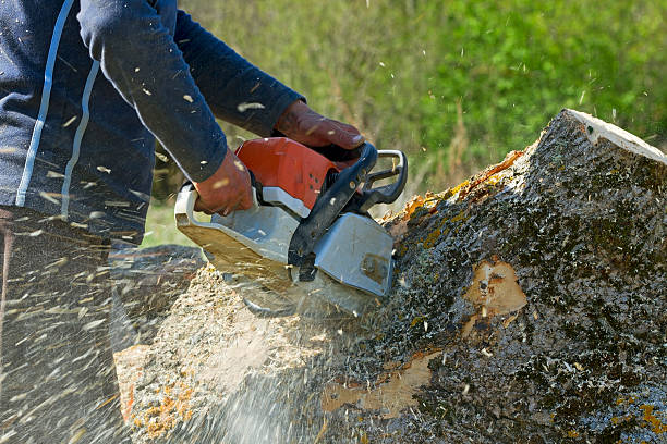 How Our Tree Care Process Works  in  Mcswain, CA